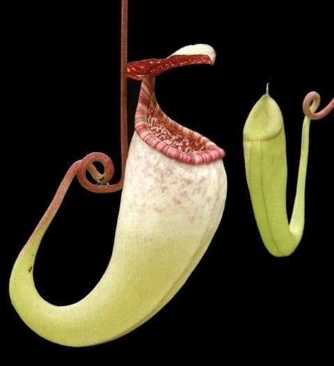 BE3046 N. copelandii – assorted clones