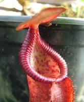 BE3052 Nepenthes densiflora