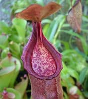 BE3052 Nepenthes densiflora