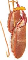 BE3052 Nepenthes densiflora
