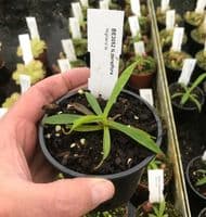 BE3052 Nepenthes densiflora