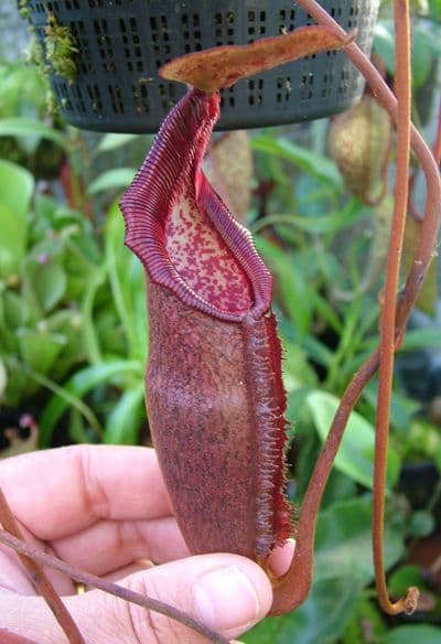 BE3052 Nepenthes densiflora