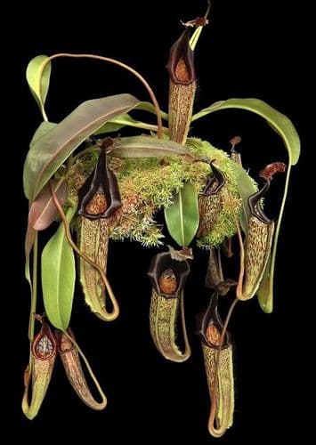 BE3067 N. maxima 'Lumut' - best selected clone