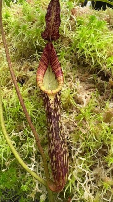 BE3068 N.fusca (N. zakariana 'Mamut') - selected clone)