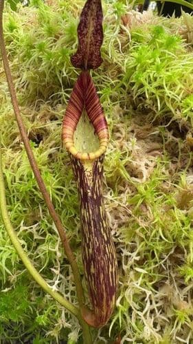 BE3068 N.fusca (N. zakariana 'Mamut') - selected clone)