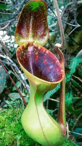 BE3100 N. lowii 'Trus Madi' - best selected clone