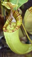 N.chaniana x N.veitchii | Nepenthes Monkey Cup