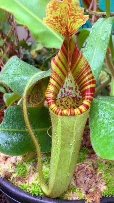 N.chaniana x N.veitchii | Nepenthes Monkey Cup