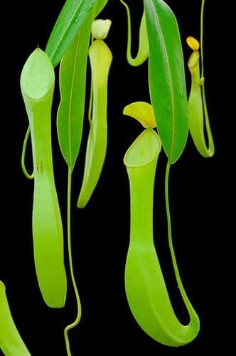 BE3159 N. reinwardtiana - assorted clones