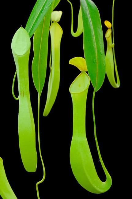 BE3159 N. reinwardtiana - assorted clones