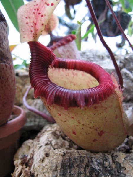 BE3164 N.sibuyanensis -1 plant from 4 assorted clones