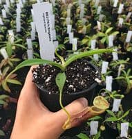 N.singalana | Nepenthes Monkey Cup