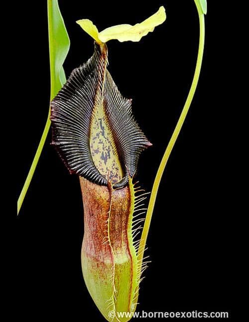 N.singalana | Nepenthes Monkey Cup