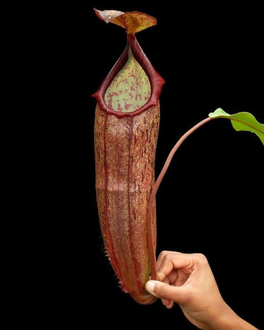 BE3172 N. samudera – single clone