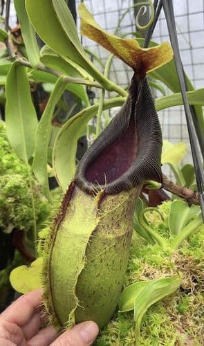 BE3175 N.spathulata - best selected clone