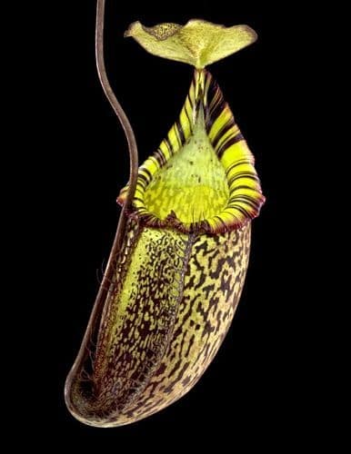 BE3181 Nepenthes spectabillis x mira