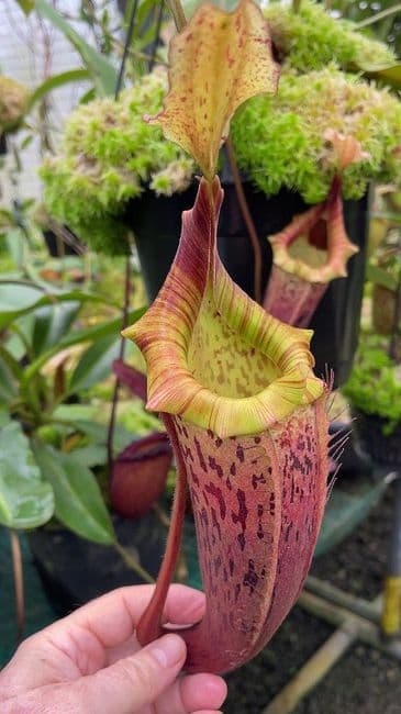 N.veitchii x N.platychila | Nepenthes Monkey Cup