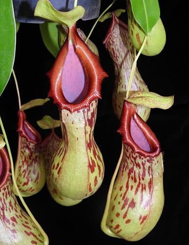 N.Burkei | Nepenthes Monkey Cup