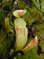 BE3257 Nepenthes glabrata