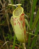 BE3257 Nepenthes glabrata