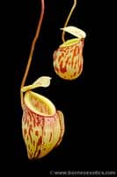 BE3257 Nepenthes glabrata