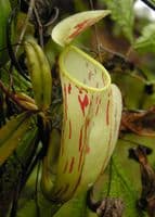 BE3257 Nepenthes glabrata