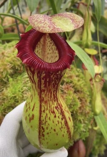 BE3278 N.ventricosa – Madja-as – selected clone