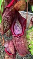 BE3314 N.spatulata x N.spectabilis