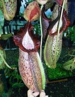 BE3314 N.spatulata x N.spectabilis