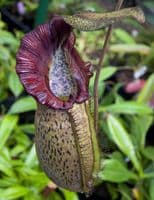 BE3314 N.spatulata x N.spectabilis