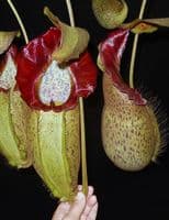 BE3314 N.spatulata x N.spectabilis
