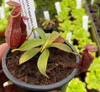 BE3314 N.spatulata x N.spectabilis