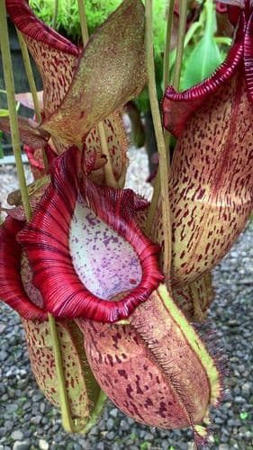 BE3314 N.spatulata x N.spectabilis