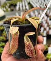 N.Spectabilis | Nepenthes Monkey Cup