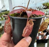 N.Spectabilis | Nepenthes Monkey Cup