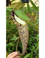 N.Spectabilis | Nepenthes Monkey Cup