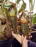 N.Spectabilis | Nepenthes Monkey Cup