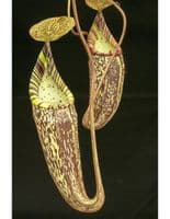 N.Spectabilis | Nepenthes Monkey Cup