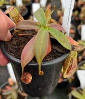 N.Spectabilis | Nepenthes Monkey Cup