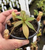 N.Spectabilis | Nepenthes Monkey Cup