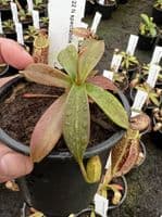 N.Spectabilis | Nepenthes Monkey Cup