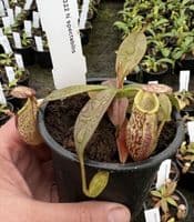 N.Spectabilis | Nepenthes Monkey Cup
