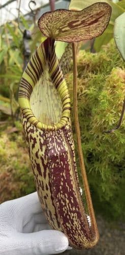 BE3322 N.Spectabilis – Perkinson Giant