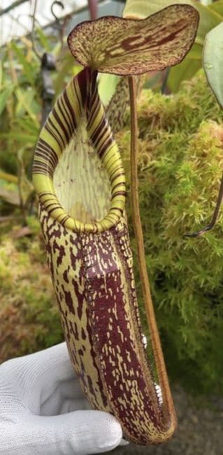 N.Spectabilis | Nepenthes Monkey Cup