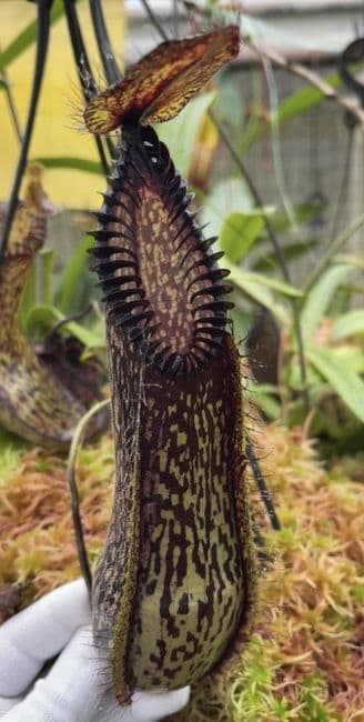 BE3380 Nepenthes hamata Small