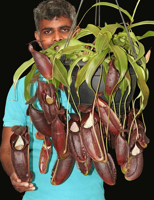 BE3422 N. spathulata x gymnamphora – best selected clone