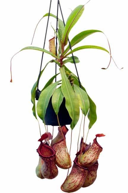 BE3425 N ventricosa x N maxima x N talangensis