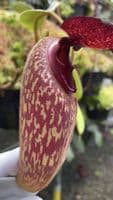 BE3452 N. klossii – confirmed true clone