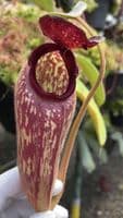 BE3452 N. klossii – confirmed true clone
