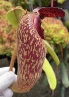BE3452 N. klossii – confirmed true clone